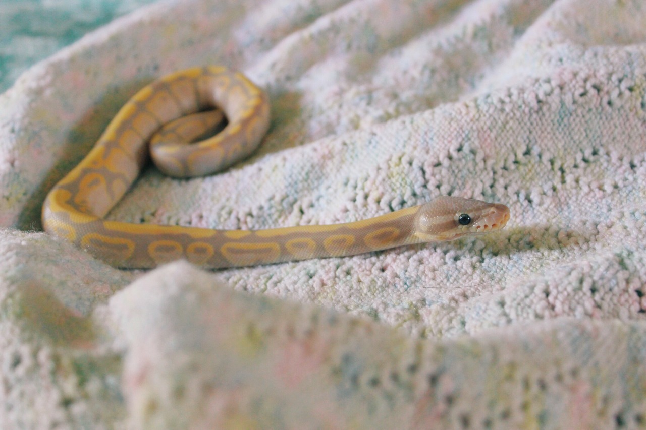 dogpantry:  From the moment I pulled this little one outta his bag he’s been exploring.