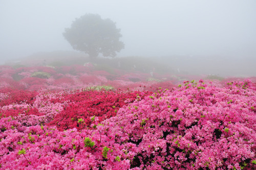 disminucion: Tsutsuji Matsuri, Nagakushiyama Park | Taro Matsumura