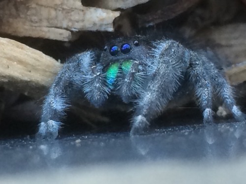 findsthethings: This lady was hanging out by the receptionist desk at work. I moved her outside so s