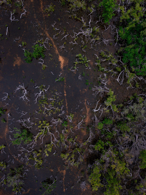 Textures of Sugarloaf Key, Florida