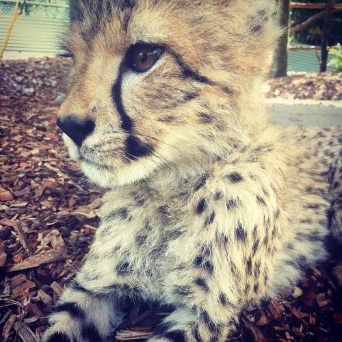 Lawrence #Australiazoo #cheetahcub #wildlife (at Australia Zoo)