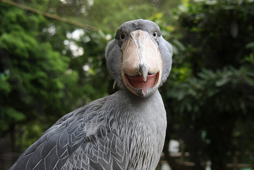 yowhosedogisthat:  Shoebills look very scary from the front  But from other angles… eeeeeeyyyy  eeeeyyyyyy  eeeeeyyyy  eeeeyyyyyy eeeeeyyyy eyyyyyyyy   Lol