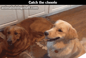 iconicmonsters:  loseegoose:  scurrilizzie:  animalsdoingstuff:  The cheerio lands on the dog’s head.  i think this is the best gif  Forgot how to dog there for a second.  This shit is hilarious no matter how many times I see it. 