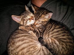 catsandkitten:  Two brothers’ first night in their new home