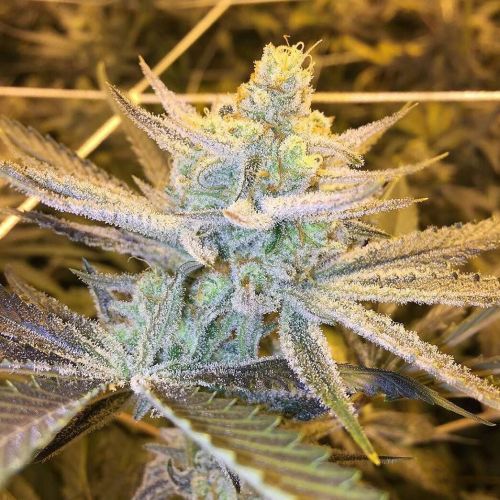 weedporndaily:  White Fire OG grown and photod by @michael_odonnelll   FROSTY