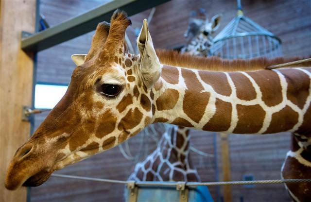 nbcnews:
“ Zoo Kills ‘Unwanted’ Giraffe Marius, Feeds Carcass To Lions
(Photo: Keld Navntoft / EPA, file)
A zoo in Denmark killed a young giraffe with a bolt gun and fed its meat to the lions Sunday, saying the animal was “unwanted.”
Continue...