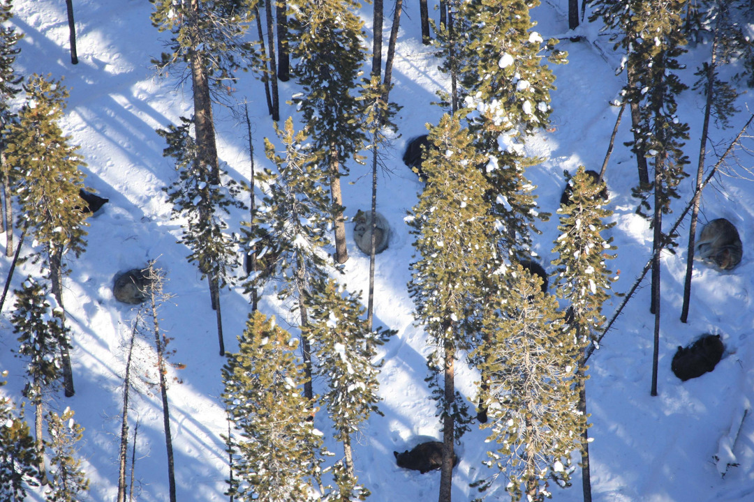 skunkbear:  Wolves howl in different dialects according to researchers. They analyzed