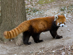 juno87:  I’m in love with Red Pandas, they are so cute!!!!!! 