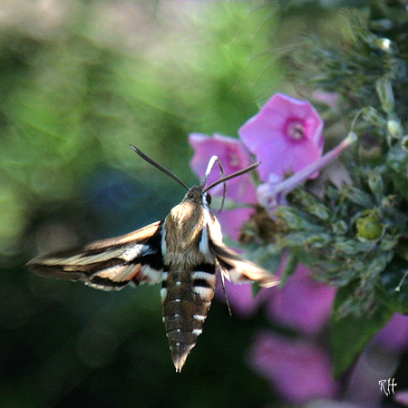 Moth Of The Day #185