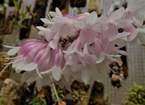 orchid-a-day: Dendrobium aphanochilumSyn.:Chromatotriccum aphanochilum; Pedilonum aphanochilumMay 11