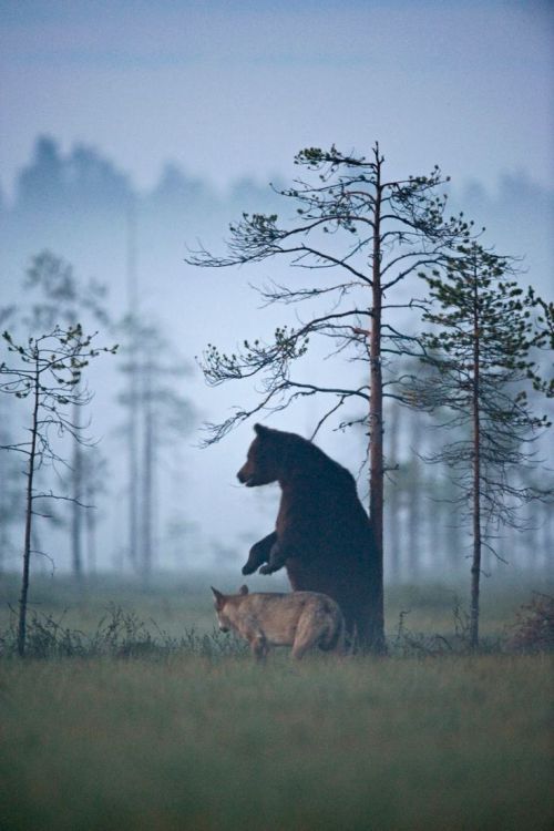 secretdreamlife:Photographer Lassi Rautiainen captured the profound partnership between a she-wolf a