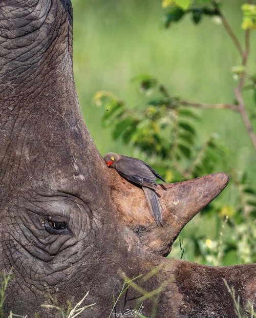 rcmclachlan:animals-riding-animals:bird riding