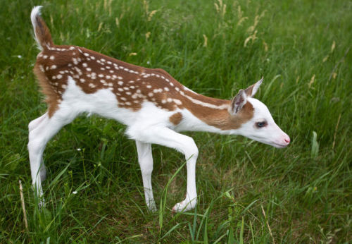 moreanimalia:    Meet Dragon, a white-faced fawn who needed to be bottle-fed after being rejected by