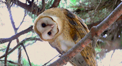 headlikeanorange:  Barn owl (Christopher