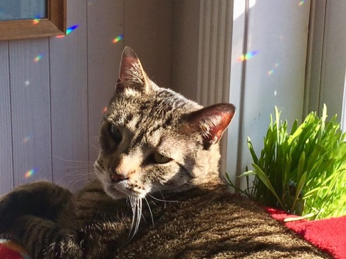 ohnopicturesofanothercat: The relaxing sunshine massage.