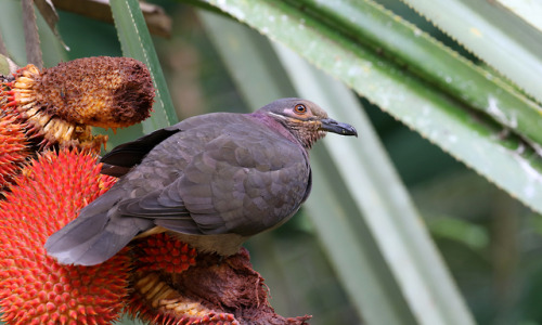  Phapitreron amethystinus by Brendan RyanKnown as amethyst brown dove.Polish name: brązaczek ametyst