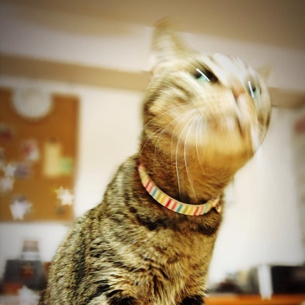 monaka-an:  にゃきーん！#cat #ねこ #ネコ #猫