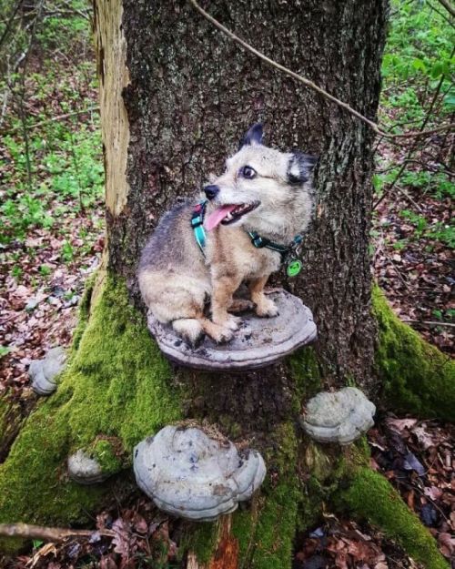 cuteanimals-only:TIL dogs on mushrooms is a thing