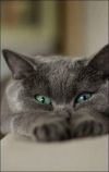 tumblr photo prettycocokitty 3