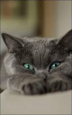 tumblr photo prettycocokitty 4