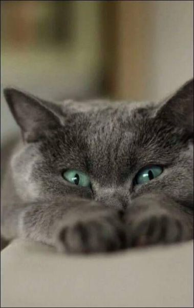 tumblr photo prettycocokitty 5