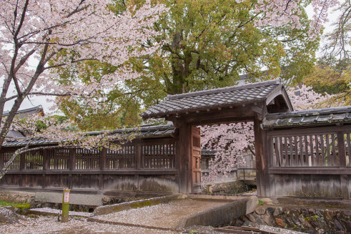 大覚寺　大沢池 by TKBou on Flickr.