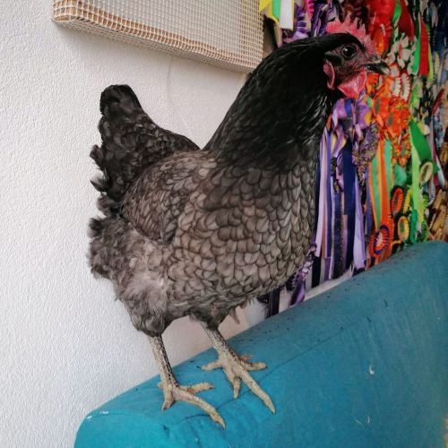 Cedrina  #chicken #petchicken #cedrinalagallina #farmpets www.instagram.com/p/CKRqeDTjv8x/?i