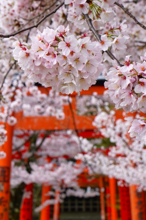 chitaka45:  京都 竹中稲荷神社 🌸桜🌸 kyoto takenaka inari jinja shrine