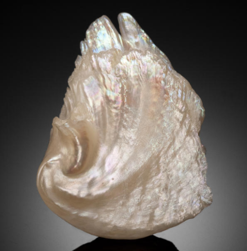 bijoux-et-mineraux:Rare Large American Natural PearlThis is a one-of-a-kind wing-shaped natural pear