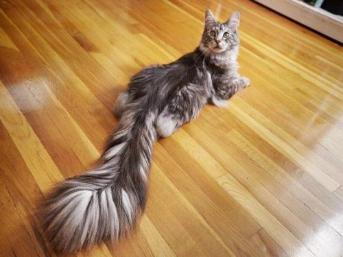 viralthings:Cygnus, the world record holder for longest cat tail.