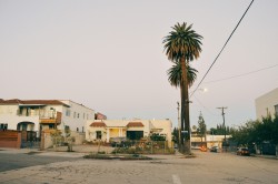 stephtakespics:  Los Angeles and palm trees  