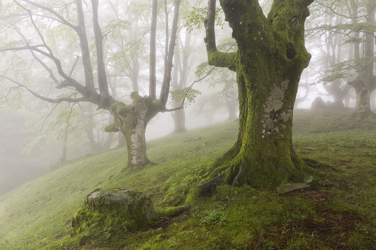 90377:   The roots of the ancienth by Rafael Diez Corcuera  