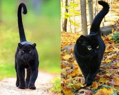 dancingstarsonmeme:sufficientlylargen:catsbeaversandducks:Panthers & Pocket PanthersVia Trastorn