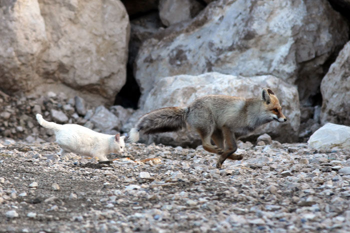 catsbeaversandducks:  The Cat and the Fox This curious pair was spotted playing by