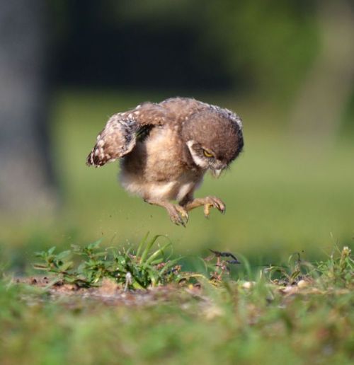 the-future-now:A baby owl jumping!!! (: redditor Riptidecharger)Follow the-future-now on Tumblr and