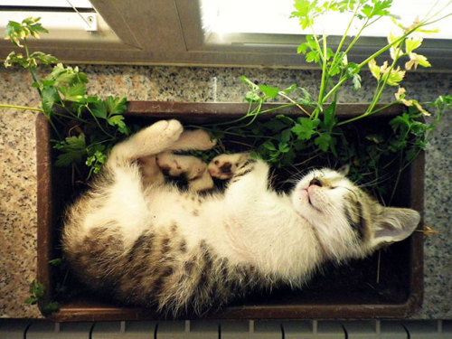 zombiekittensandmadscientists: awesome-picz: Cat-Plants You Probably Shouldn’t Water The cat c