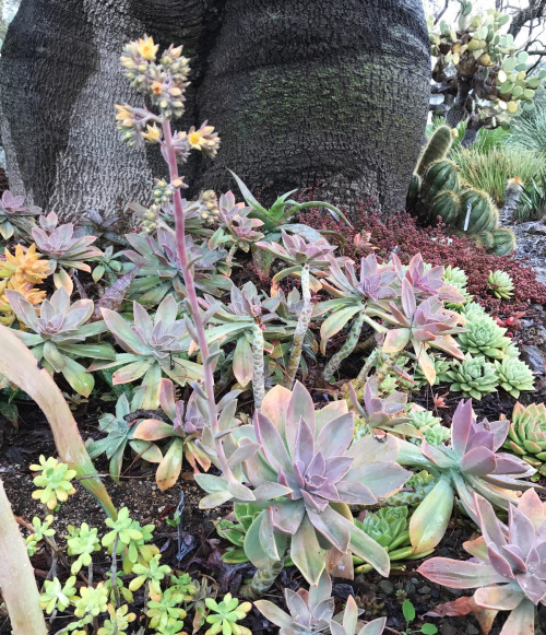 ruthbancroftgarden:Graptoveria ‘Fred Ives’This cross between a Graptopetalum and an