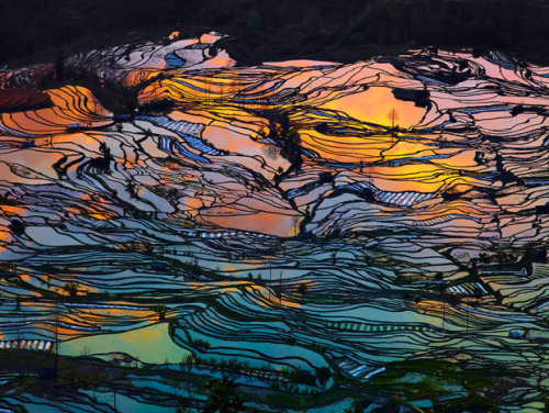 blazepress:  26 Mesmerising Photographs of Rice Fields That Look like Shards of Glass