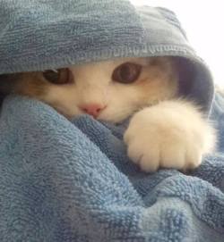 awwww-cute:I am Hided