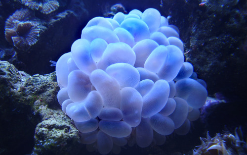 Plerogyra Sinuosa Or Bubble Coral 