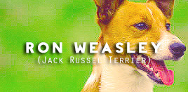 georqeweasleys-blog: Harry Potter characters and their p a t r o n u s e s. 