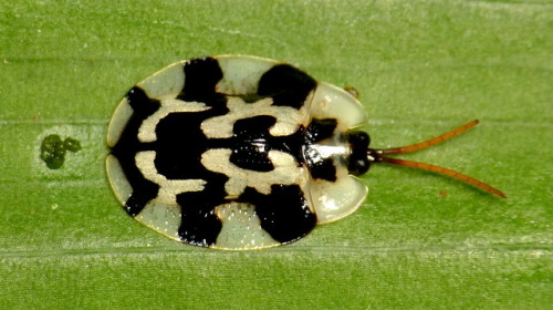 end0skeletal: Tortoise Beetles by Andreas Kay