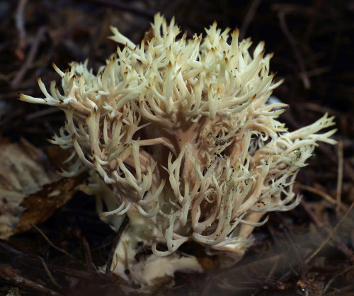 Here&rsquo;s some photos of Crested Coral Fungus - Clavulina coralloides. They are usually white, bu