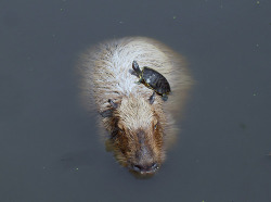 animals-riding-animals:turtle riding capybara