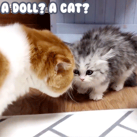 neko-gifs:/ᐠ｡‸｡ᐟ\