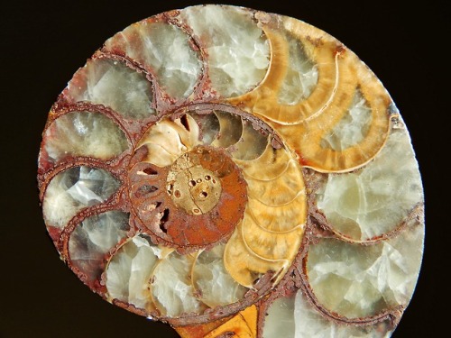 laughing-thrush:Ammonite gifted to me by my grandparents when I was a kid. Ahh, the perks of frequen