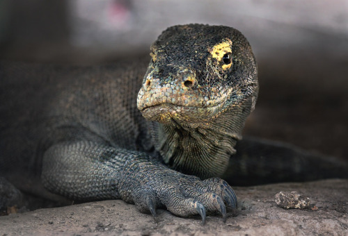 earthandanimals:Komodo Dragon by Anna Korsakov