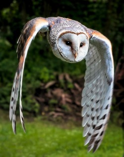 beautiful-wildlife:  Barn Owl by Renos Hadjikyriacou