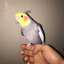 sunofgunisme-blog