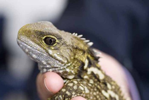 astronomy-to-zoology:Brothers Island Tuatara (Sphenodon guntheri)While it may look like a lizard, th